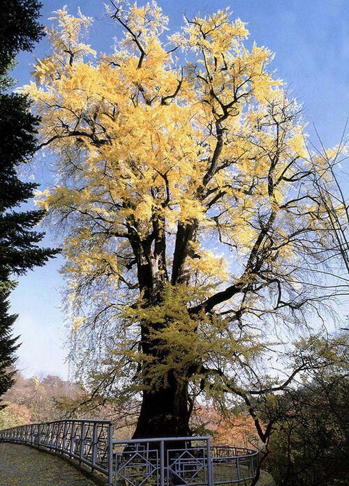 The Ginkgo Tree of Yongmunsa Temple