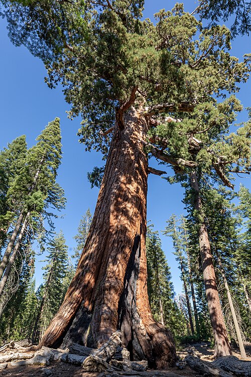 Grizzly Giant