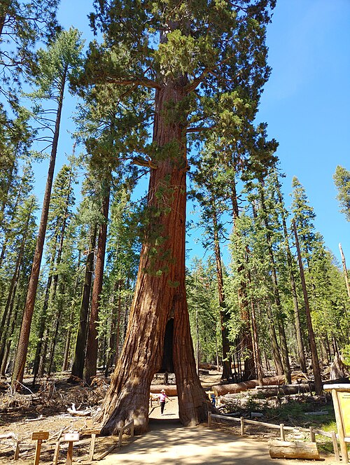 California Tunnel Tree