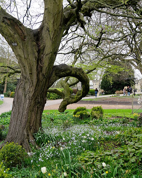 The Cut-Leaved Hornbeam
