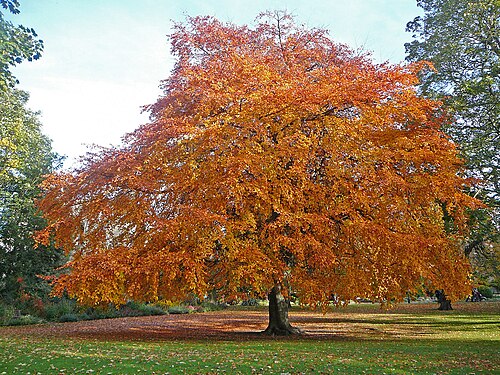 The Pear-Barked Beech