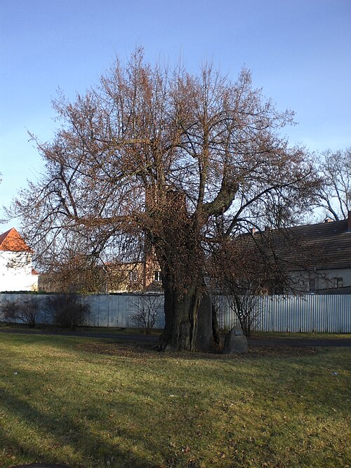 The Gerichtslinde of Zehdenick