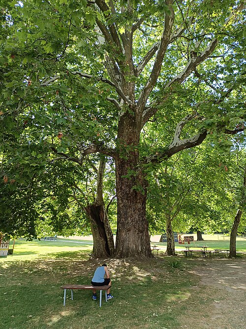 The Plane Tree of Budatín Park