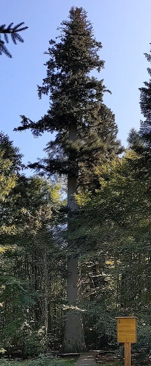 The Waldhaustanne (Zwieslerwaldhaus Silver Fir)
