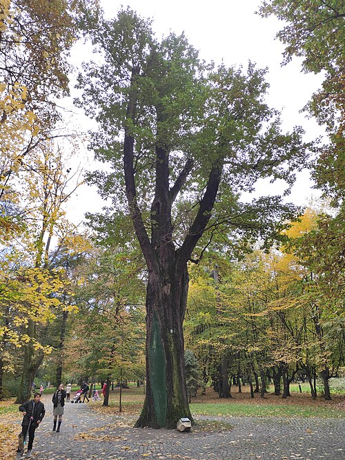 Dąb Franciszek (the Franciszek Oak)
